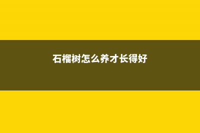 石榴树怎么养 (石榴树怎么养才长得好)