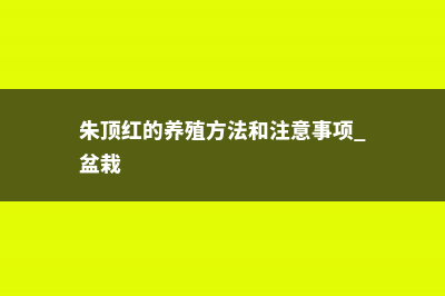 朱顶红的养殖方法和注意事项 (朱顶红的养殖方法和注意事项 盆栽)