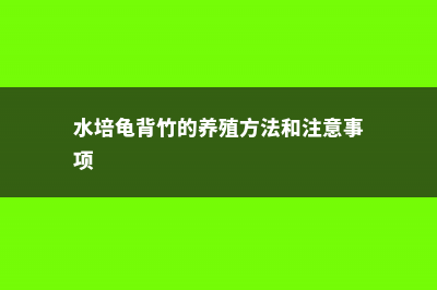 水培龟背竹的养殖方法和注意事项 (水培龟背竹的养殖方法和注意事项)