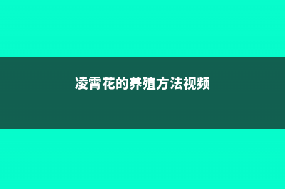 凌霄花的养殖方法和注意事项 (凌霄花的养殖方法视频)