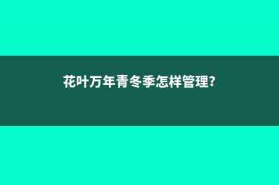 花叶万年青冬季如何管理 (花叶万年青冬季怎样管理?)