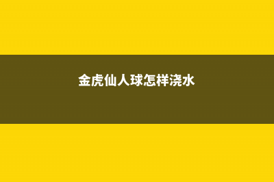 金虎仙人球怎样养护 (金虎仙人球怎样浇水)