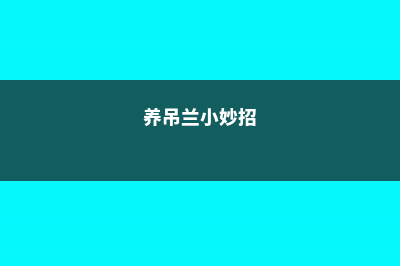 怎么养才能让吊兰开花 (养吊兰小妙招)