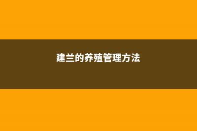 如何养建兰 (建兰的养殖管理方法)