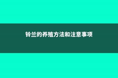 铃兰的养殖方法 (铃兰的养殖方法和注意事项)