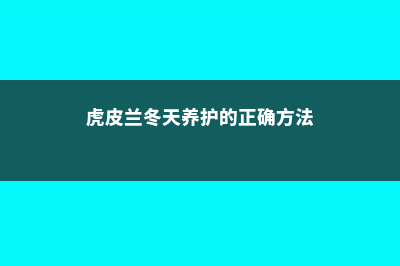 虎皮兰冬天的养殖方法 (虎皮兰冬天养护的正确方法)