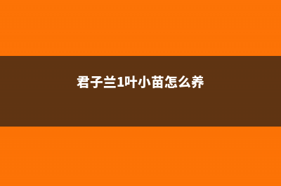 君子兰一叶苗如何浇水 (君子兰1叶小苗怎么养)