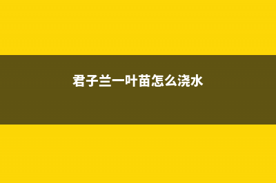 君子兰一叶苗用什么土 (君子兰一叶苗怎么浇水)