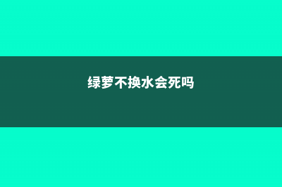 绿萝不换盆可以吗 (绿萝不换水会死吗)