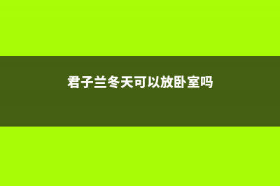 君子兰冬天可以换盆吗 (君子兰冬天可以放卧室吗)