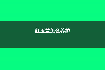 红玉兰该怎么养 (红玉兰怎么养护)