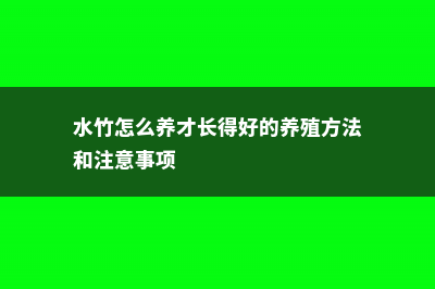 水竹怎么养殖 (水竹怎么养才长得好的养殖方法和注意事项)