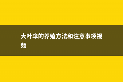 大叶伞的养殖方法和注意事项 (大叶伞的养殖方法和注意事项视频)