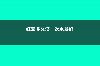 红掌多久浇一次水 (红掌多久浇一次水最好)