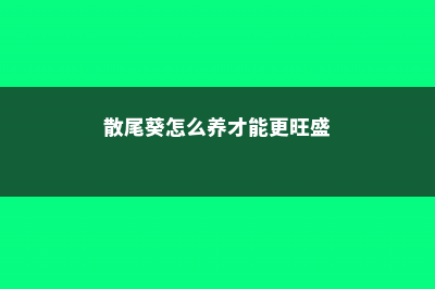 散尾葵怎么养 (散尾葵怎么养才能更旺盛)