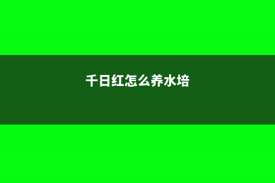 千日红怎么养 (千日红怎么养水培)