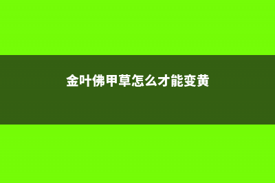 金叶佛甲草该怎么养 (金叶佛甲草怎么才能变黄)