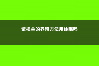 紫根兰的养殖方法 (紫根兰的养殖方法用休眠吗)