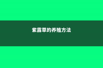 紫露草的养殖方法 (紫露草的养殖方法)