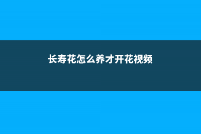 长寿花怎么养才能爆盆 (长寿花怎么养才开花视频)