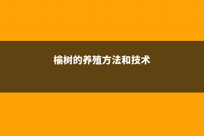 榆树的养殖方法和注意事项 (榆树的养殖方法和技术)