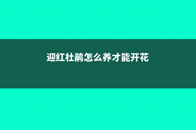 迎红杜鹃怎么养 (迎红杜鹃怎么养才能开花)