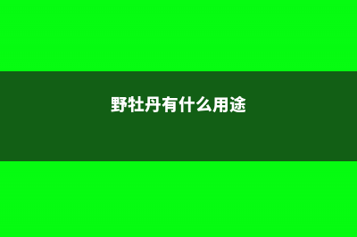 野牡丹的养殖方法是什么 (野牡丹有什么用途)