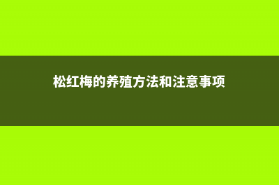 松红梅的养殖方法和注意事项 (松红梅的养殖方法和注意事项)