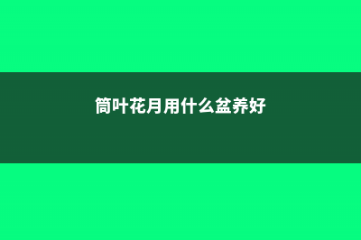 筒叶花月的养殖方法和注意事项 (筒叶花月用什么盆养好)