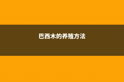 巴西木的养殖方法和注意事项 (巴西木的养殖方法)