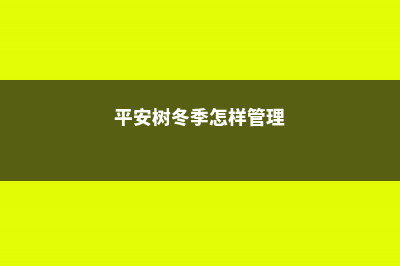 平安树冬季怎么养 (平安树冬季怎样管理)