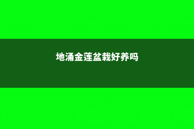 地涌金莲怎么养，多少钱一盆 (地涌金莲盆栽好养吗)