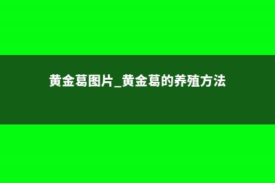 黄金葛怎么养 (黄金葛图片 黄金葛的养殖方法)