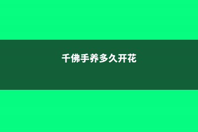 千佛手怎么养爆盆 (千佛手养多久开花)