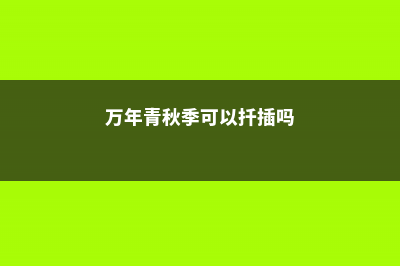 万年青秋季可以换盆吗 (万年青秋季可以扦插吗)