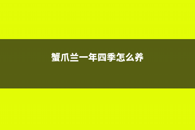 蟹爪兰的四季养护方法 (蟹爪兰一年四季怎么养)