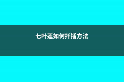 七叶莲应该如何养殖 (七叶莲如何扦插方法)