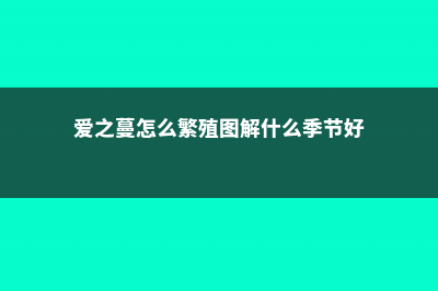 爱之蔓怎么繁殖（水培生根、土培扦插） (爱之蔓怎么繁殖图解什么季节好)