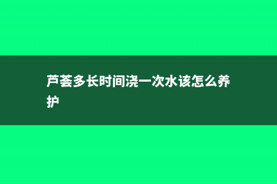 芦荟多长时间浇一次水 (芦荟多长时间浇一次水该怎么养护)