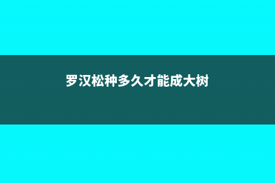 罗汉松种子几天能发芽（怎么催芽，发芽能见光吗） (罗汉松种多久才能成大树)