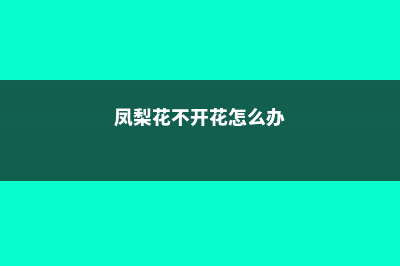 凤梨花不红了怎么办，怎么养才红 (凤梨花不开花怎么办)