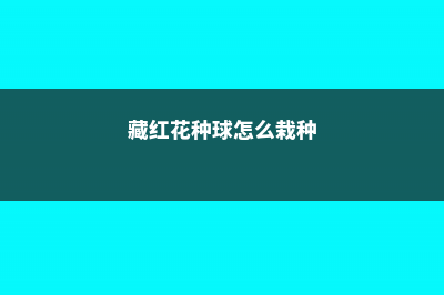 藏红花种球怎么种 (藏红花种球怎么栽种)