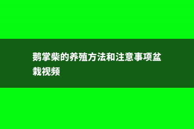 鹅掌柴的养殖方法和注意事项 (鹅掌柴的养殖方法和注意事项盆栽视频)