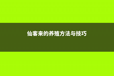 仙客来的养殖方法和注意事项 (仙客来的养殖方法与技巧)