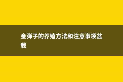 金弹子的养殖方法和注意事项 (金弹子的养殖方法和注意事项盆栽)