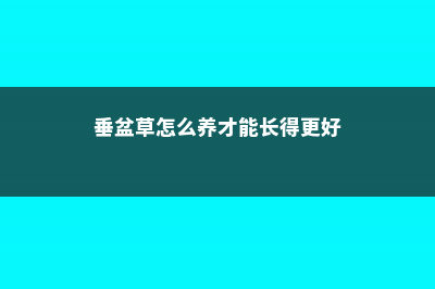 垂盆草的养殖方法和注意事项 (垂盆草怎么养才能长得更好)