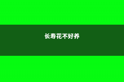 不会养长寿花？做好这五点，年年开爆盆！ (长寿花不好养)