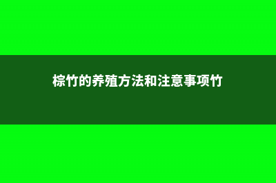 棕竹怎么养才长得好 (棕竹的养殖方法和注意事项竹)