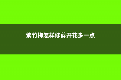 紫竹梅怎样修剪漂亮（造型图片） (紫竹梅怎样修剪开花多一点)