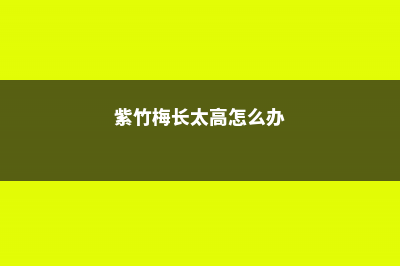 紫竹梅太长了怎么办，如何造型 (紫竹梅长太高怎么办)